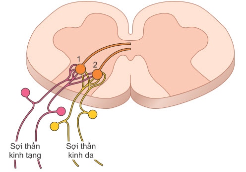 Cơ chế của cơn đau được chuyển đến và chứng tăng kali máu được chuyển đến