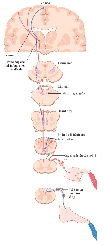 Con đường cảm giác trung tâm