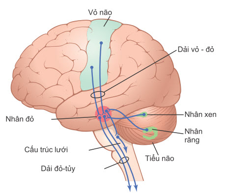 Con đường vỏ đỏ tủy để kiểm soát vận động