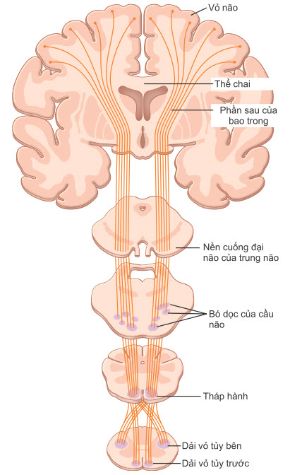 Dải vỏ tuỷ (bó tháp)