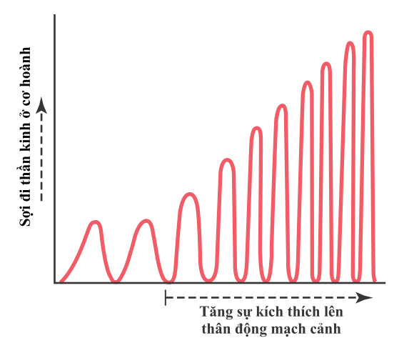 Đầu ra nhịp nhàng của các xung thần kinh tổng hợp từ trung tâm hô hấp