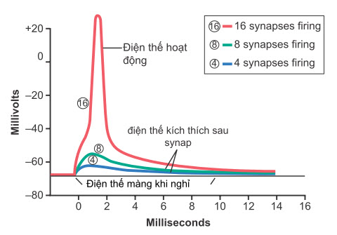 Điện thế kích thích sau synap