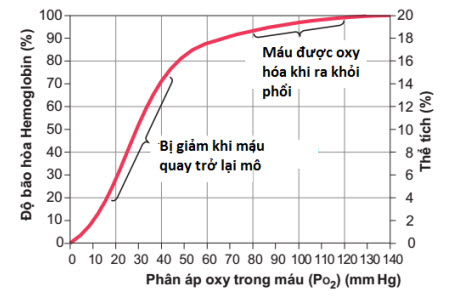 Đồ thị phân ly Oxy- Hemoglobin.