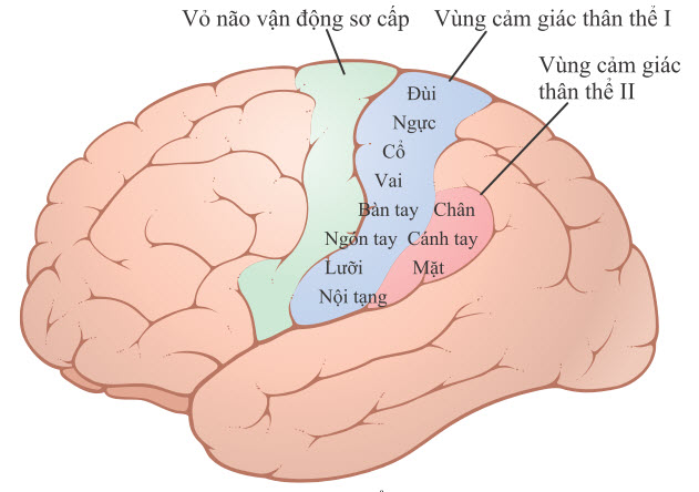 Hai vùng cảm giác thân thể ở vỏ não, vùng I và II