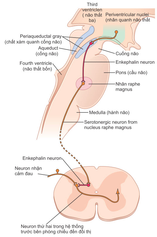 Hệ thống giảm đau của não và tủy sống