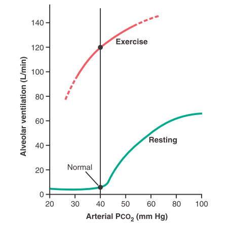 Hiệu quả gần đúng của tập thể dục tối đa ở một vận động viên để thay đổi đường cong đáp ứng thông khí PCO2 phế nang lên mức cao hơn nhiều so với bình thường