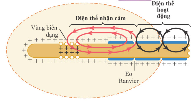 Kích thích sợi thần kinh cảm giác bởi điện thế thụ thể