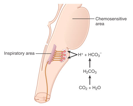 Kích thích vùng cảm hứng thân não bằng các tín hiệu từ vùng hóa cảm nằm ở hai bên trong tủy