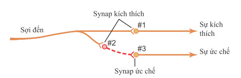 Mạch ức chế. Neuron 2 là neuron ức chế