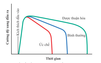 Mẫu điển hình của tín hiệu đầu ra từ mạch dội âm