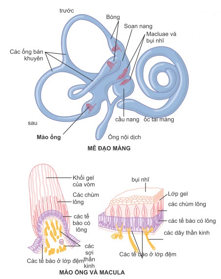 Mê đạo màng và tổ chức của màng ống và macula.