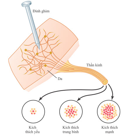 Mô hình kích thích các sợi đau trong dây thần kinh dẫn từ vùng da bị kim châm