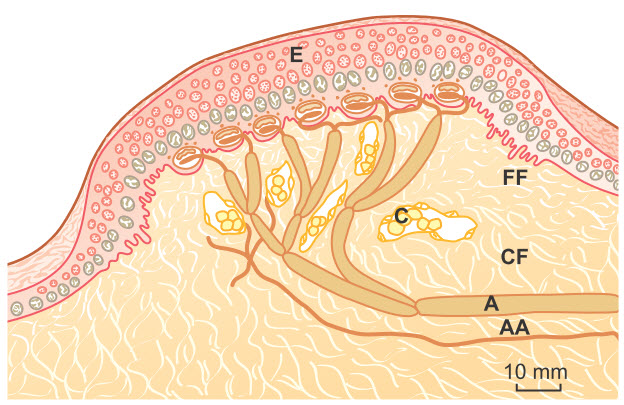 Một receptor hình vòm Iggo