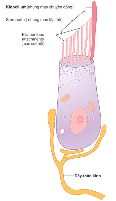 Một tế bào lông của bộ máy tiền đình
