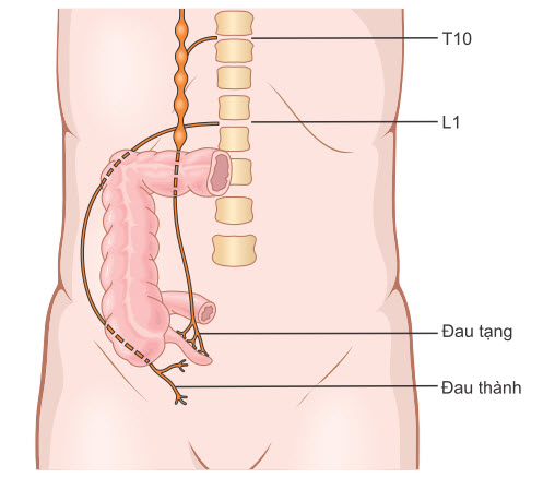 Nội tạng và thành bên truyền tín hiệu đau từ ruột thừa