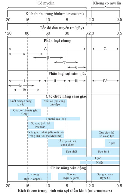 Phân loại sinh lý và chức năng của sợi thần kinh