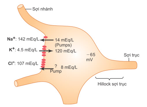 Phân phối các ion natri, kali và clorua qua màng thần kinh
