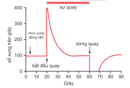 Phản ứng của tế bào lông khi một ống hình bán nguyệt được kích thích