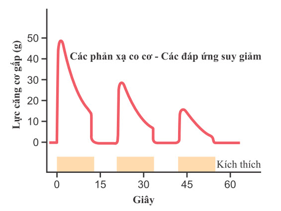 Phản xạ cơ gấp liên tiếp thể hiện sự mỏi dẫn truyền qua con đường phản xạ