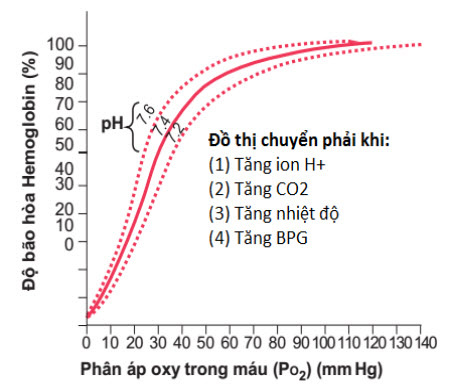 Sự dịch chuyển của đường cong phân ly oxy-hemoglobin sang phải