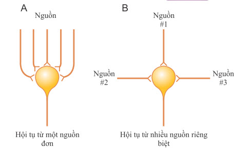 "Sự hội tụ" của nhiều sợi đầu vào vào một nơ-ron duy nhất