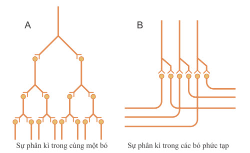 "Sự khác biệt" trong các con đường tế bào thần kinh