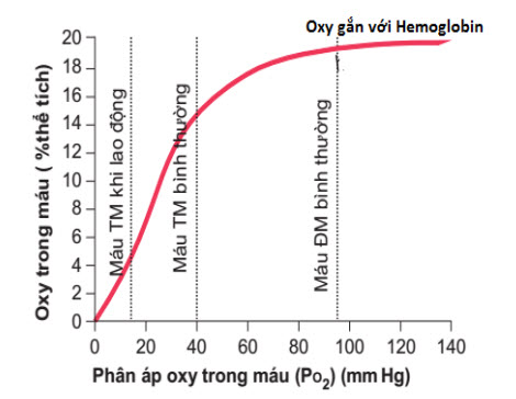 Tác động của PO2 trong máu đến lượng oxy liên kết với hemoglobin trong mỗi 100 ml máu