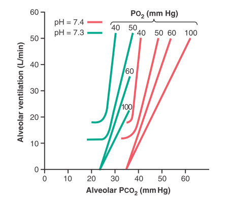 Tác động tương hỗ của PCO2, PO2 và pH đối với thông khí phế nang