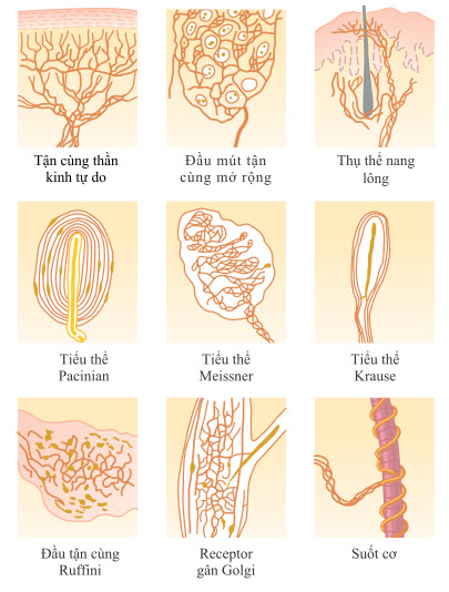 Một số loại kết thúc thần kinh cảm giác