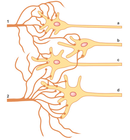 Tổ chức cơ bản của một nhóm tế bào thần kinh