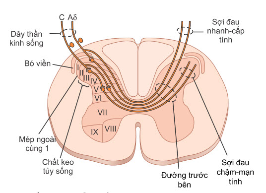 Truyền cả tín hiệu đau “nhanh” và “chậm” vào và qua tủy sống trên đường đến não