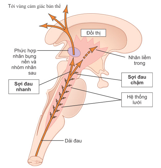 Truyền tín hiệu đau vào thân não, đồi thị và vỏ não