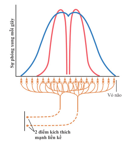 Truyền tín hiệu đến vỏ não từ hai kích thích điểm chính kề nhau