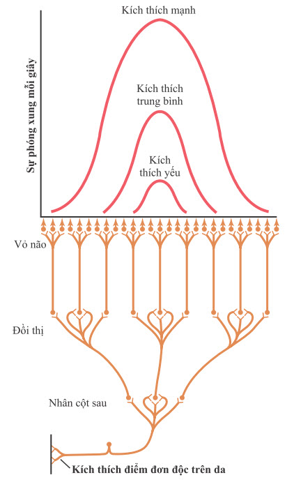 Truyền tín hiệu kích thích chính xác đến vỏ não