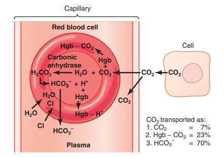 Vận chuyển carbon dioxide trong máu