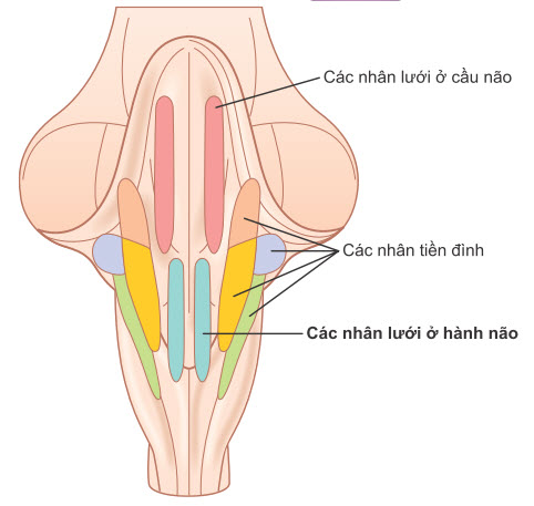 Vị trí của nhân lưới và nhân tiền đình trong thân não.