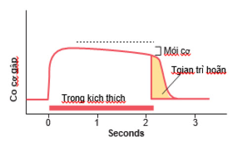 Biểu đồ phản xạ cơ gấp cho thấy phản xạ bắt đầu nhanh chóng