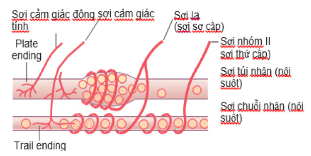 Các chi tiết liên kết thần kinh từ túi nhân và các sợi trục cơ chuỗi nhân