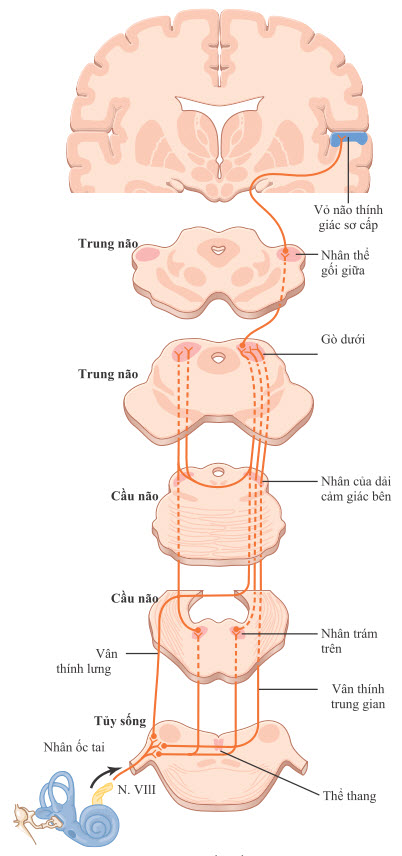 Các con đường thần kinh thính giác