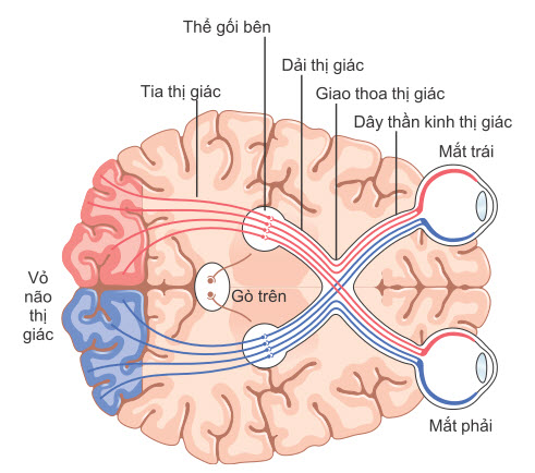 Các con đường thị giác chính từ mắt đến vỏ não thị giác