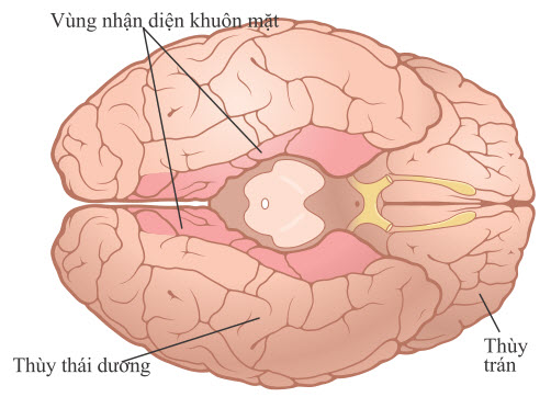 Các khu vực nhận dạng khuôn mặt