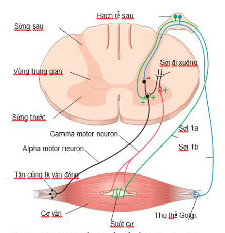 Các sợi cảm giác ngoại vi và tế bào thần kinh vận động