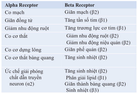 Chức năng của các receptor adrenergic