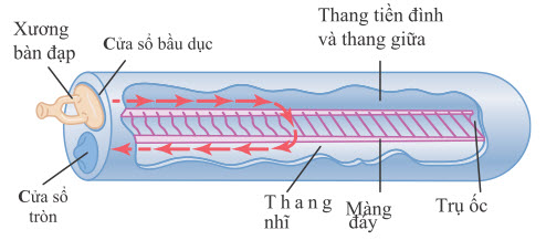 Chuyển động của dịch trong ốc tai