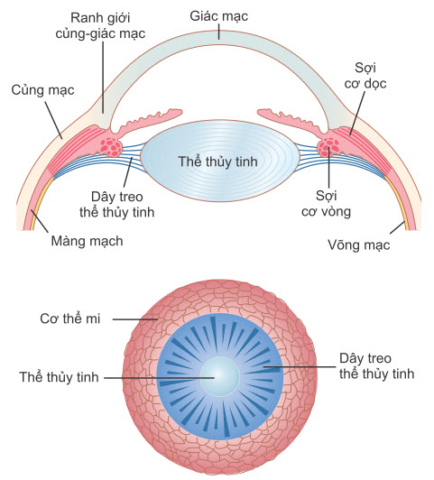 Cơ chế lưu trú (tập trung)