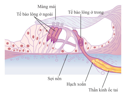 Cơ quan của Corti