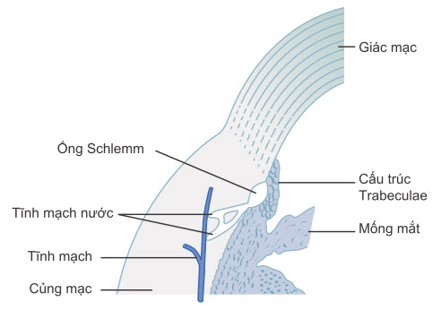  Giải phẫu góc tiền phòng