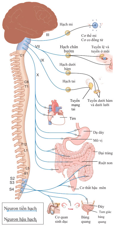 Hệ thần kinh phó giao cảm