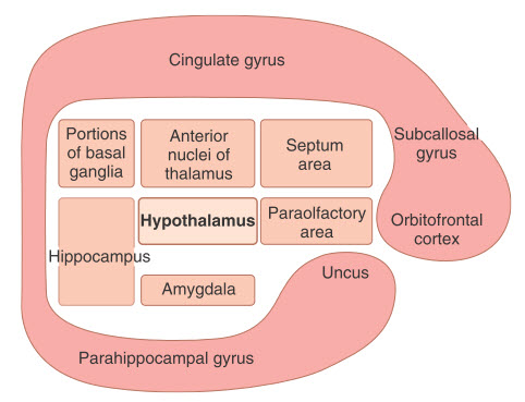 Hệ thống limbic