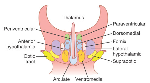 Hình ảnh Coronal của vùng dưới đồi